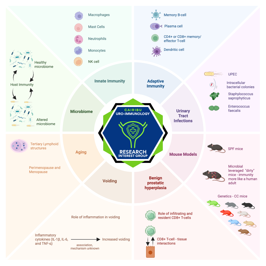 graphic framework for the Uro-Immunology Research Interest Group
